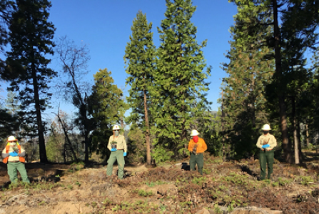 Blue Rush Reforestation Project – Ponderosa Pine, Sugar Pine, Sequoia, White Fir