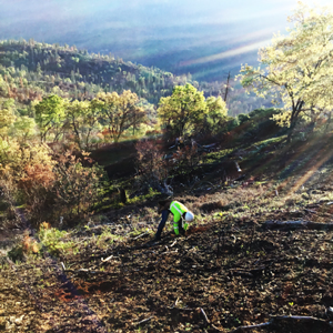 Blue Rush Reforestation Project – Sierra National Forest